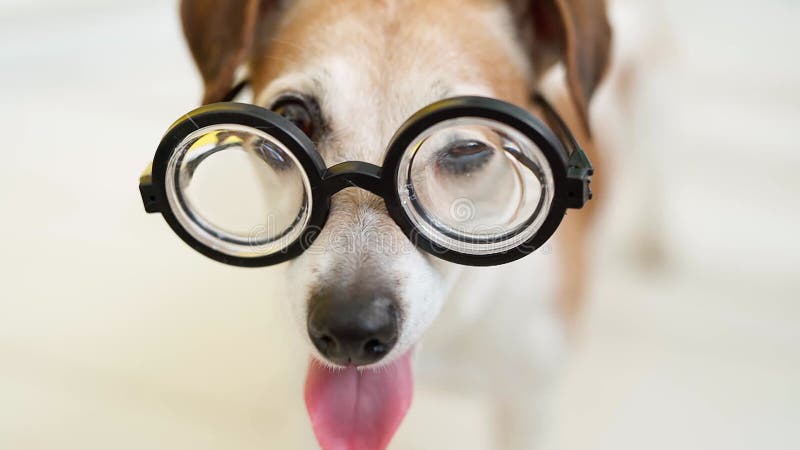 Un chien en verre de vision. Profondeur de champ clips vidéos