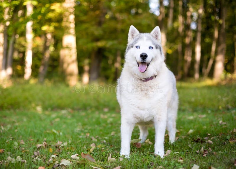 Un chien enroué d'Alaska debout à l'extérieur image libre de droits