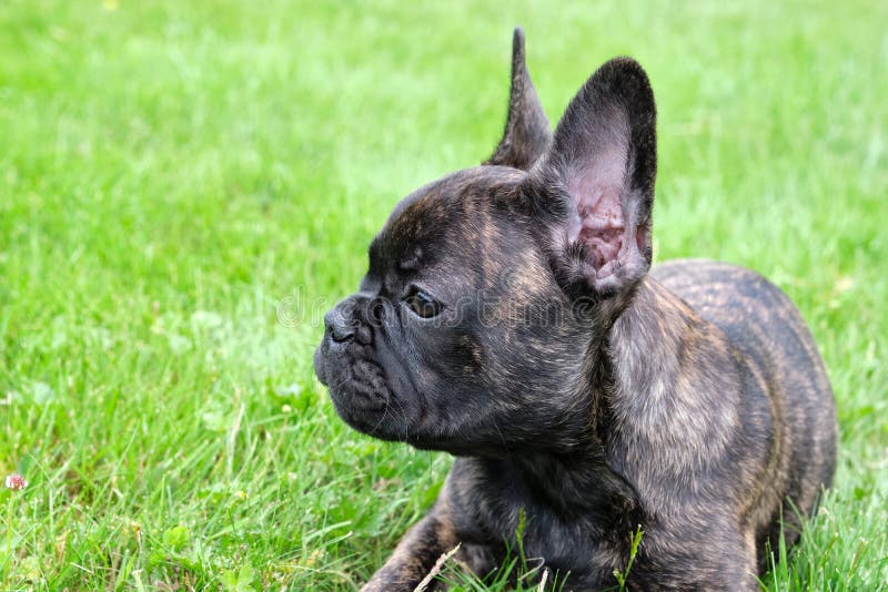 Un Chien Noir Et Marron Adorable Mignon De Bouledogue Francais Reside Dans L Herbe Avec Une Expression Mignonne Au Visage Ride Image Stock Image Du Pets Mignon