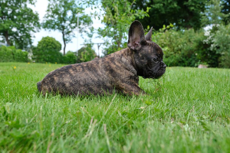 Un Chien Noir Et Marron Adorable Mignon De Bouledogue Francais Reside Dans L Herbe Avec Une Expression Mignonne Au Visage Ride Image Stock Image Du Pets Mignon