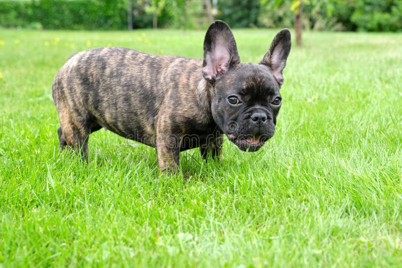 Un Chien Noir Et Marron Adorable Mignon De Bouledogue Francais Reside Dans L Herbe Avec Une Expression Mignonne Au Visage Ride Image Stock Image Du Pets Mignon