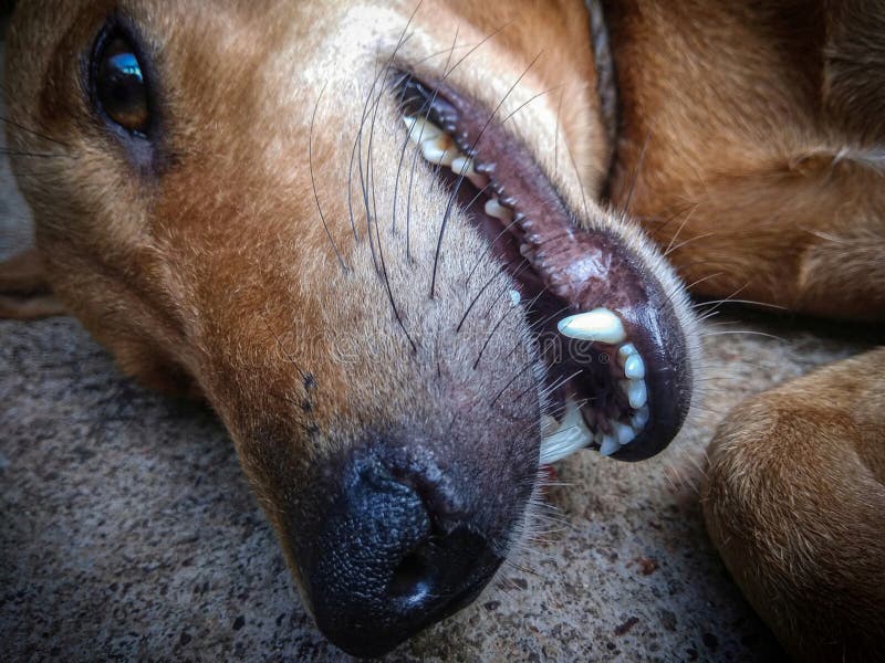 Un Chien Qui Dort A L Exterieur De La Maison A La Bouche Ouverte Image Stock Image Du Vignette Chauffage Un Chien Qui Dort A L Exterieur De La Maison A La Bouche Ouverte Image Stock Image Du Vignette Chauffage