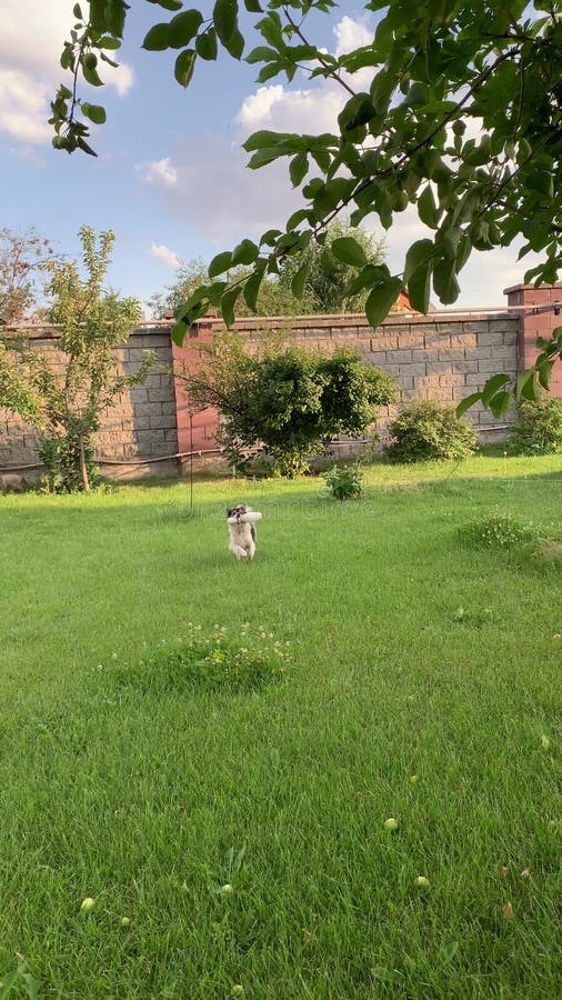 Un chien qui ressemble au vérin Russell joue avec un jouet sur la pelouse manicured verte. Le concept d'une vie de famille heureus clips vidéos