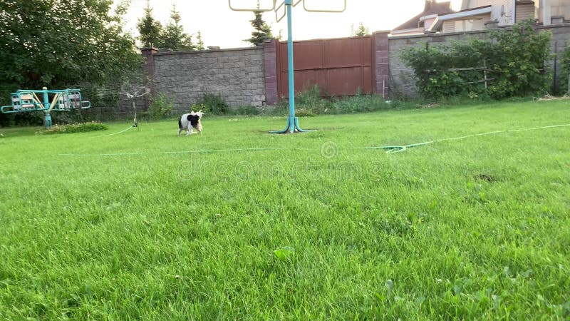 Un chien qui ressemble au vérin Russell joue avec un jouet sur la pelouse manicured verte. Le concept d'une vie de famille heureus banque de vidéos