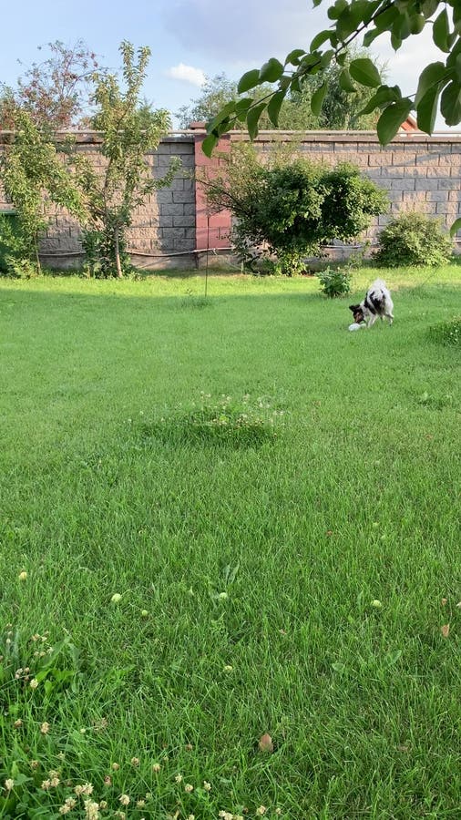 Un chien qui ressemble au vérin Russell joue avec un jouet sur la pelouse manicured verte. Le concept d'une vie de famille heureus clips vidéos