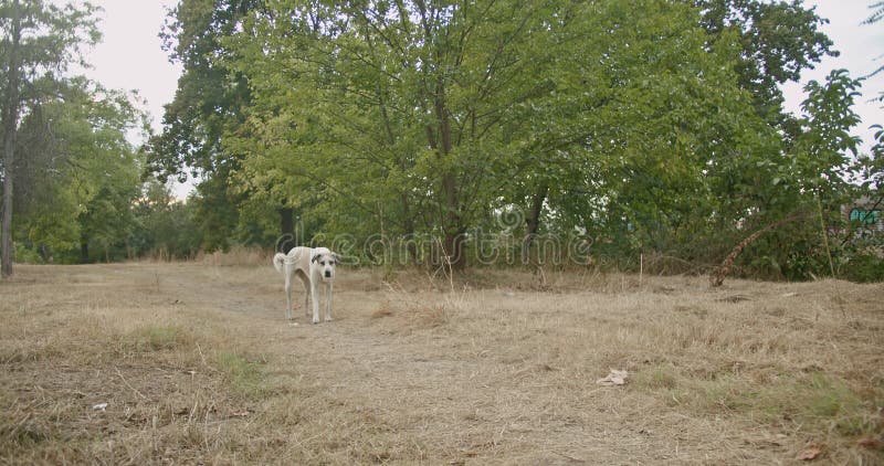 Un chien triste et solitaire qui s'esquive pour des débris dans un champ sec au bord d'un parc à la recherche de nourriture ou d'u banque de vidéos