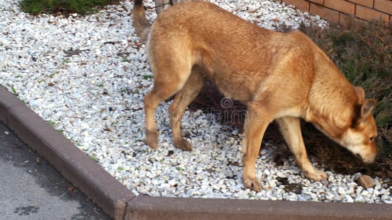 Un chien égaré affamé d'une chevelure rouge descend la rue et les reniflements à la recherche de nourriture. Un animal de compagni banque de vidéos