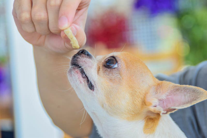 Un chihuahua che guarda del cibo fotografie stock libere da diritti Un chihuahua che guarda del cibo fotografie stock libere da diritti