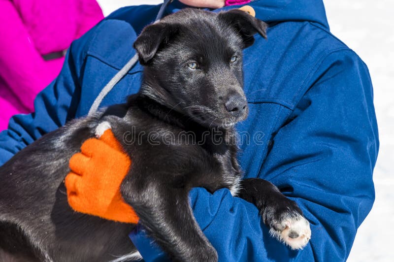 Un chiot de l'alaskan husky alerte ayant une flaque dans un camp de musher sur le glacier denver près de skagway alaska photos libres de droits