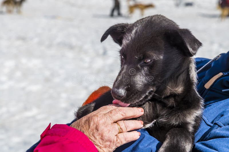 Un chiot de l'alaskan husky dans un camp de musher sur le glacier denver près de skagway alaska images stock
