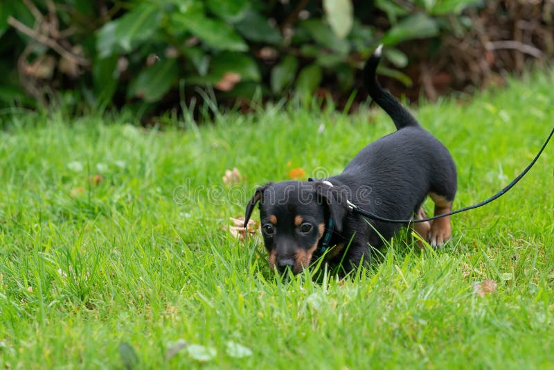 Un Chiot De Terrier De Jack Russel Chien Nouveau Ne Dans L Herbe Chien Bebe Jouant Autour Photo Stock Image Du Adorable Nature