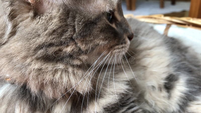 Un cierre de un lindo gato gris de tabby bostezando almacen de metraje de vídeo