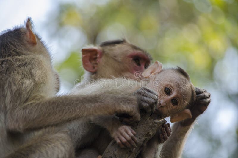 Un cierre encima de la imagen de un bebé del mono de Macaque de capo con su madre que la prepara fotos de archivo Un cierre encima de la imagen de un bebé del mono de Macaque de capo con su madre que la prepara fotos de archivo