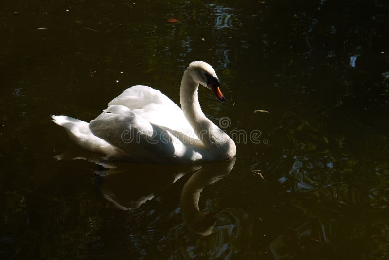 Un cigno bianco con un sembrare fiero che galleggia nello stagno che curva con garbo il suo collo esamina la sua riflessione dell fotografie stock libere da diritti Un cigno bianco con un sembrare fiero che galleggia nello stagno che curva con garbo il suo collo esamina la sua riflessione dell fotografie stock libere da diritti