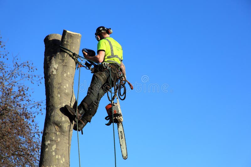 London, United Kingdom, January 9, 2009 : A tree surgeon in a harness removing an unsafe tree with copy space. London, United Kingdom, January 9, 2009 : A tree surgeon in a harness removing an unsafe tree with copy space