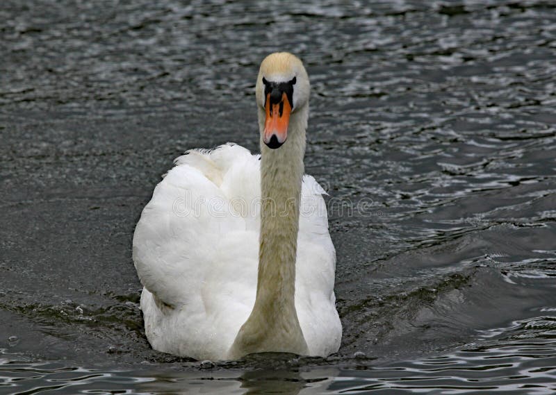 Un cisne mudo nada en un lago fotos de archivo libres de regalías Un cisne mudo nada en un lago fotos de archivo libres de regalías