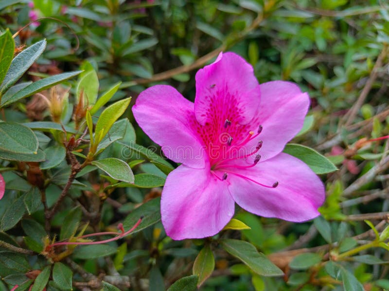 Un closeudo d'une fleur d'azalée rose vif en pleine floraison entourée de feuilles vertes dans un écrin de jardin en Indonésie. image stock