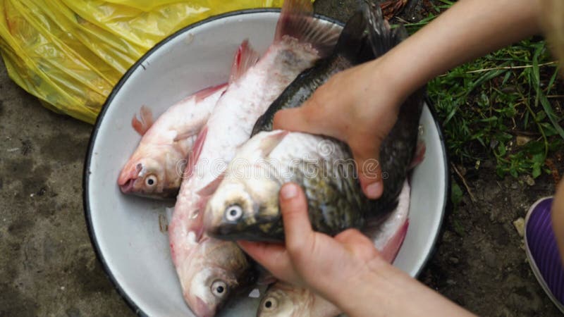 Un closeup d'un enfant place un poisson fraîchement mis à l'échelle dans un bol avec un autre poisson. vue supérieure. banque de vidéos