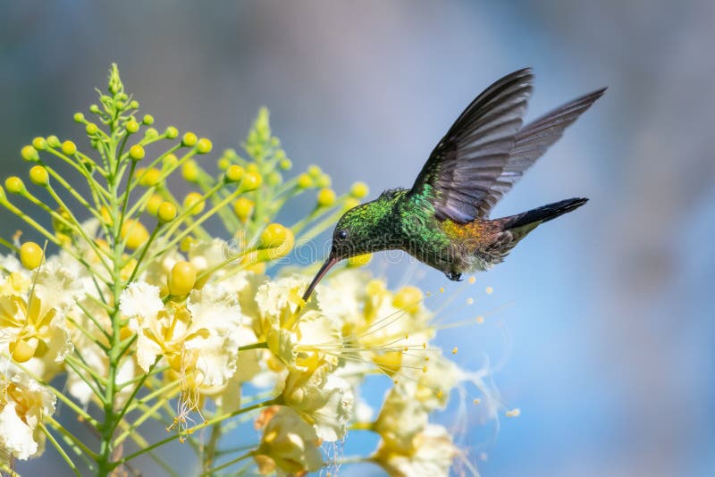 Un colibrí coperrumado verde amazilia tobaci y flores amarillas tropicales imágenes de archivo libres de regalías