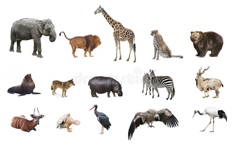 Un collage de animales salvajes