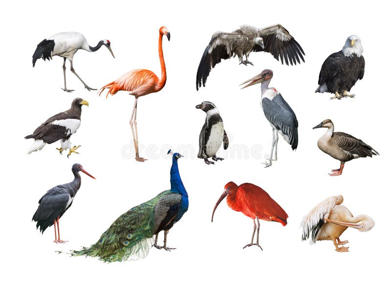Un collage de pájaros de diversos continentes