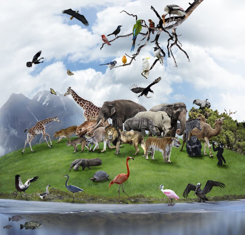 Un collage degli animali selvatici e degli uccelli