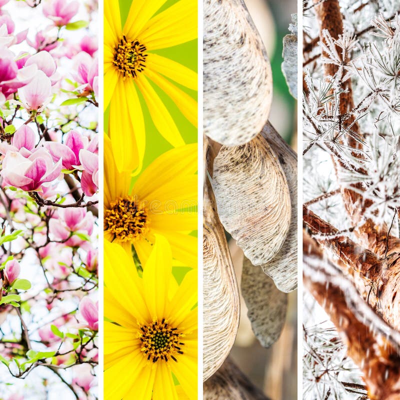 Quadri Su Tela 4 Pezzi - Foresta 4 Stagioni - 30x30 Cm Ciascuno - Per Decorazione Casa O Ufficio