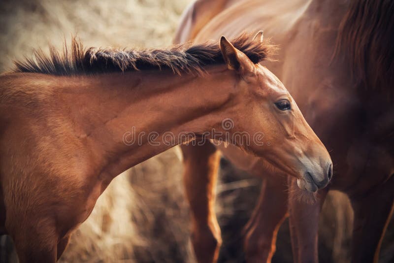 A Bay colt, illuminated by the light, with a bushy dark mane, craned his neck as he stood beside his mother and the haystack. A Bay colt, illuminated by the light, with a bushy dark mane, craned his neck as he stood beside his mother and the haystack