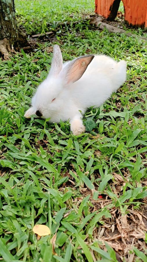 Un conejo blanco queda quieto y tranquilo abrazado por el suave toque de la hierba fresca y verde. imagenes de archivo