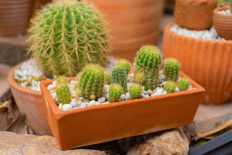 correcto desesperación veinte Un Conjunto De Cactus En Recipientes De Arcilla En El Jardín De La Casa.  árboles Plantados. Adorno Y Decoración Imagen de archivo - Imagen de  primer, crisol: 227518475