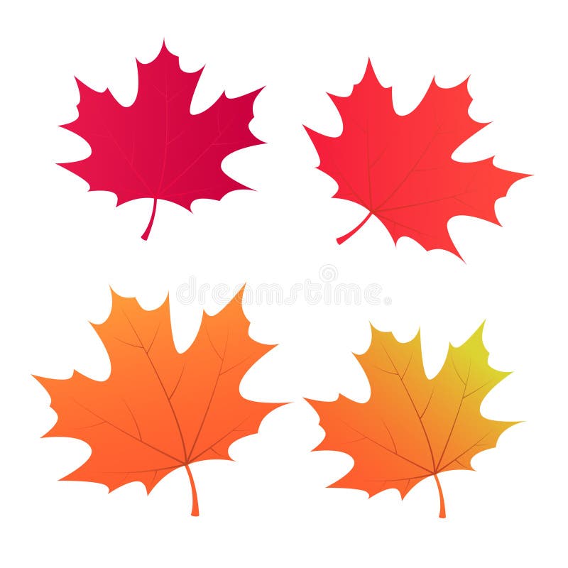 Un conjunto de cuatro hojas de arce detalladas en colores vivos de otoño aislados en un fondo blanco. stock de ilustración