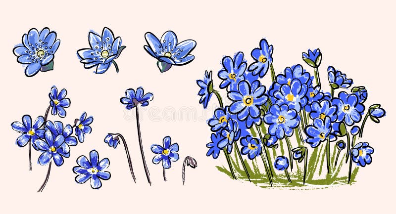 Un Conjunto De Primaveras De Primavera. Hepatica Es Una Planta Con Flores Azules. Ilustración del Vector - Ilustración de planta, flor: 214708885 Un Conjunto De Primaveras De Primavera. Hepatica Es Una Planta Con Flores Azules. Ilustración del Vector - Ilustración de planta, flor: 214708885