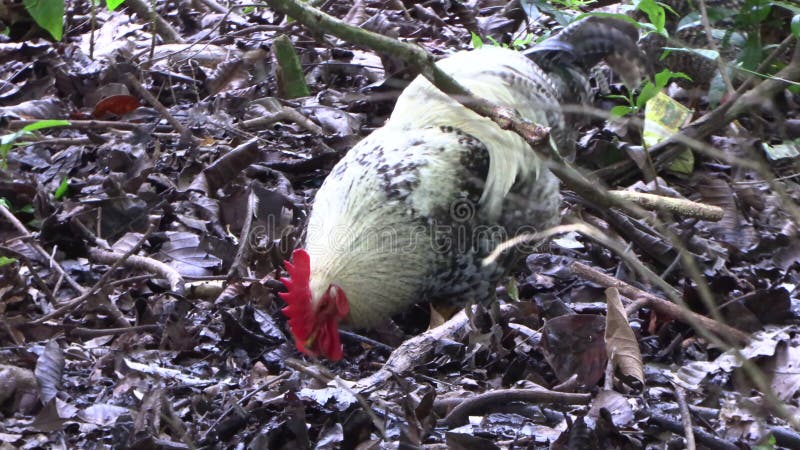 Un coq noir et blanc à la recherche de nourriture avec une poule noire dans un tas de feuilles 4k uhd 50 fps banque de vidéos
