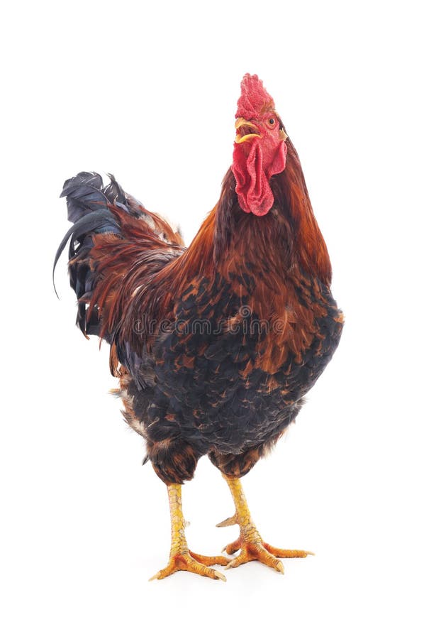 Un coq rouge images libres de droits Un coq rouge images libres de droits