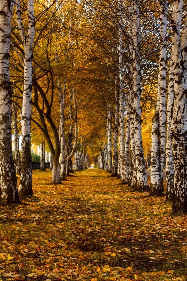 Un corridoio degli alberi di betulla bianca di autunno con giallo lascia lo stretc immagini stock Un corridoio degli alberi di betulla bianca di autunno con giallo lascia lo stretc immagini stock