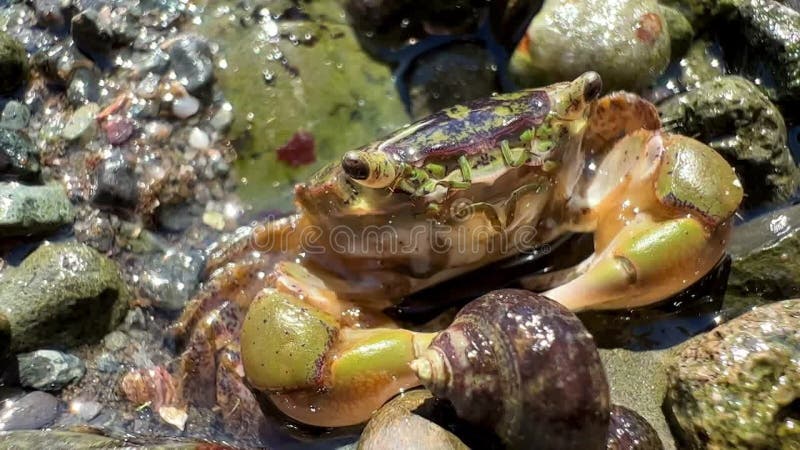 Un crabe vert assis en mer brille ses parties de moustache sont des muzzles visibles détails vidéo des antennes et banque de vidéos