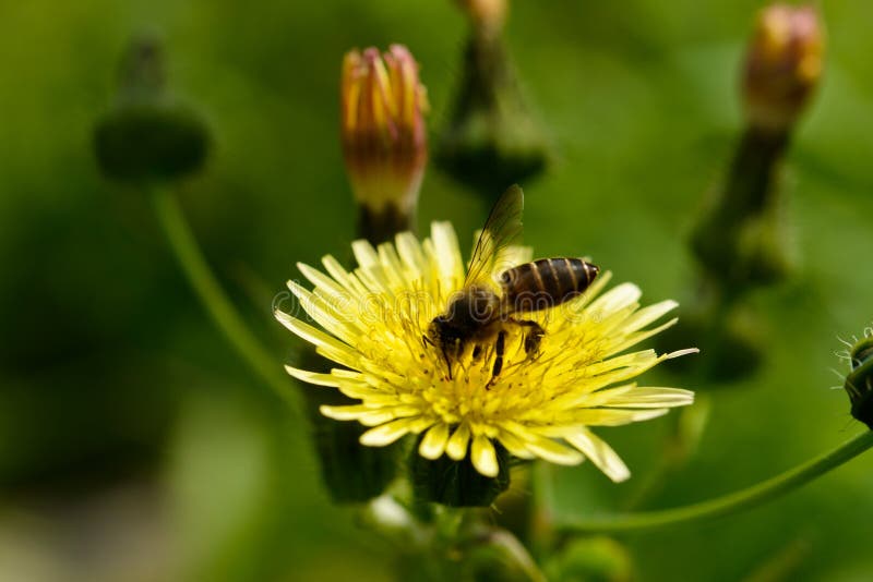 Un crisantemo amarillo floreciente con una abeja en la primavera fotografía de archivo libre de regalías Un crisantemo amarillo floreciente con una abeja en la primavera fotografía de archivo libre de regalías
