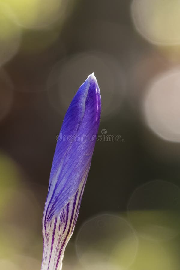 Un crocus simple dans le vieux cimetière, terrain communal de Southampton image stock Un crocus simple dans le vieux cimetière, terrain communal de Southampton image stock