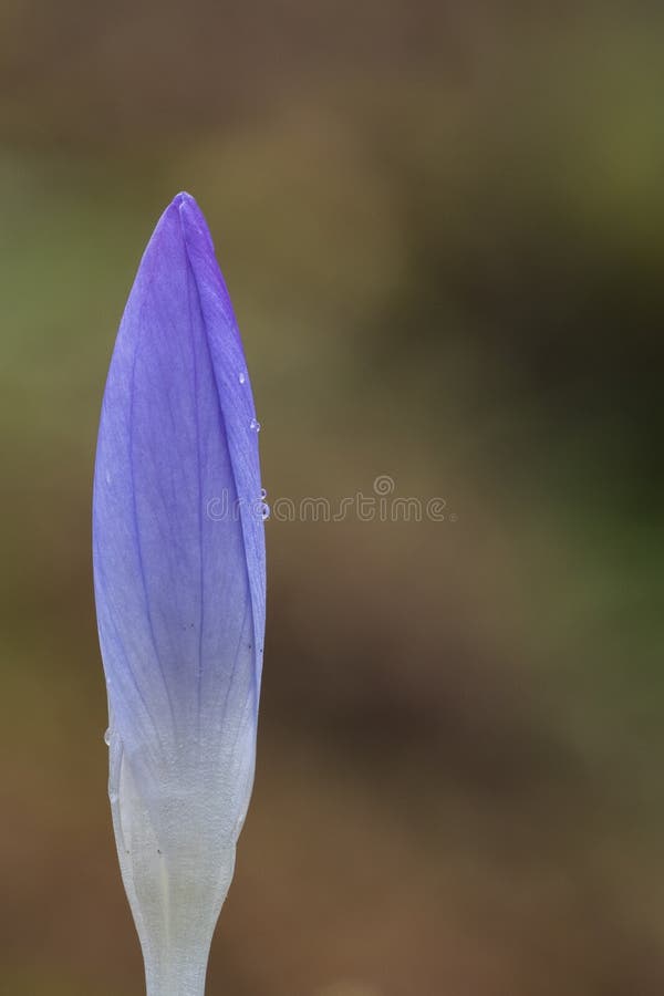 Un crocus simple en parc de centre de la ville, Southampton photographie stock libre de droits Un crocus simple en parc de centre de la ville, Southampton photographie stock libre de droits