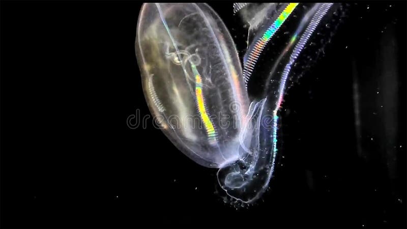 Un ctenophore, también conocido como jalea de peine Ctenophores es en su propio fílum y es parte del zooplancton en el mundo ente imagenes de archivo Un ctenophore, también conocido como jalea de peine Ctenophores es en su propio fílum y es parte del zooplancton en el mundo ente imagenes de archivo