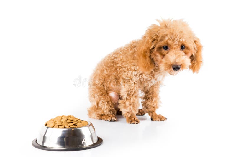 Un cucciolo scarno del barboncino accanto alla sua ciotola di macina grosso