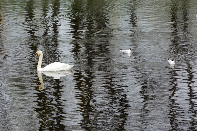 One, 1 Swan, two seagulls 2, bird on the water surface of the pond. One, 1 Swan, two seagulls 2, bird on the water surface of the pond