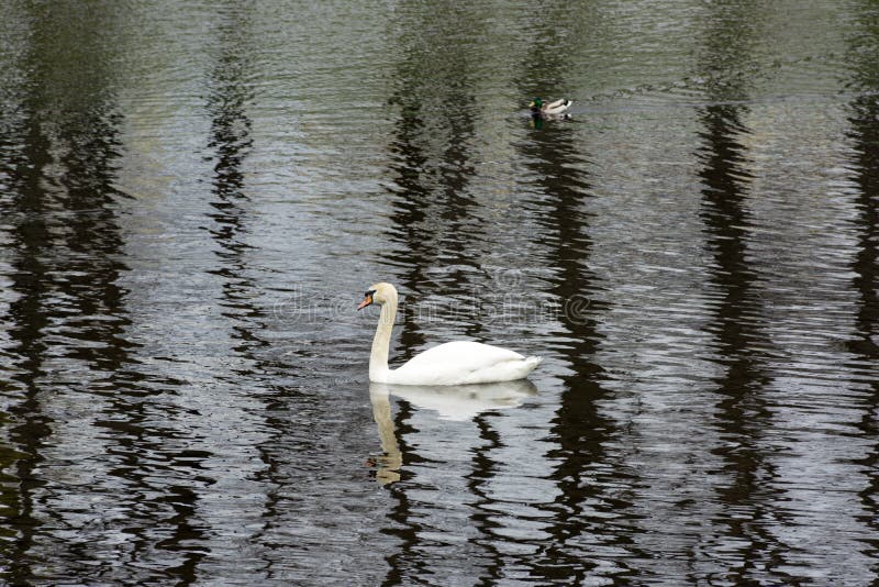 One, 1 Swan and a duck, 2 two birds on the water surface of the pond. One, 1 Swan and a duck, 2 two birds on the water surface of the pond