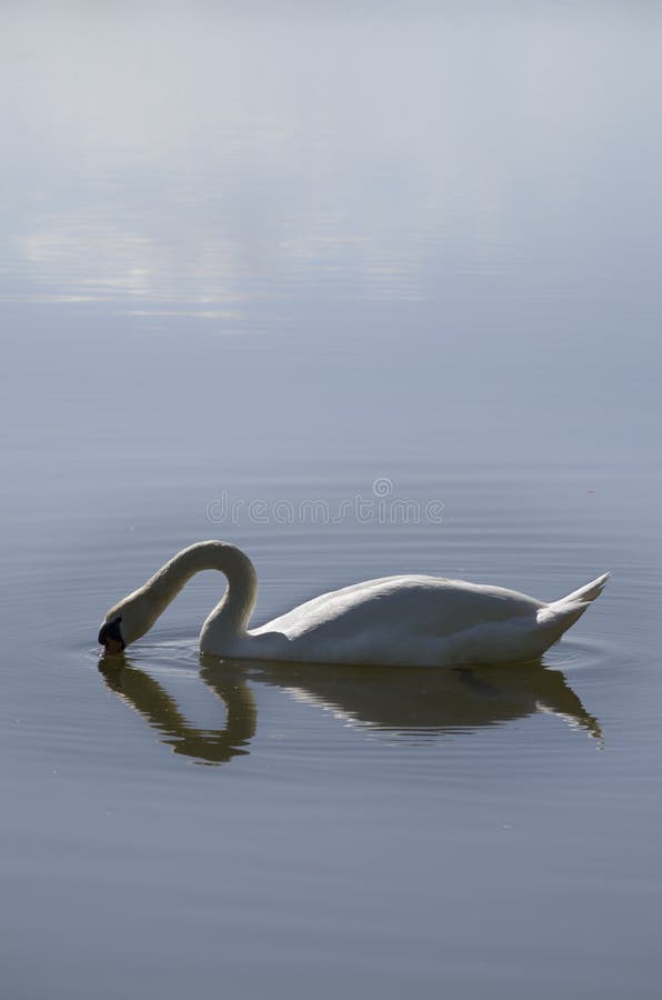 Un cygne plongeant sa tête dans l'eau créant un coeur photographie stock libre de droits Un cygne plongeant sa tête dans l'eau créant un coeur photographie stock libre de droits