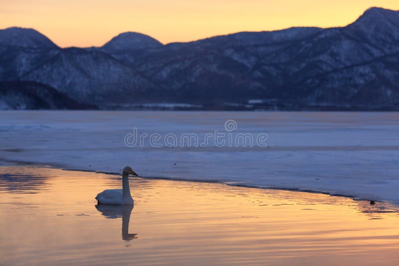 Un cygne seul sur le lac de glace au coucher du soleil images libres de droits Un cygne seul sur le lac de glace au coucher du soleil images libres de droits