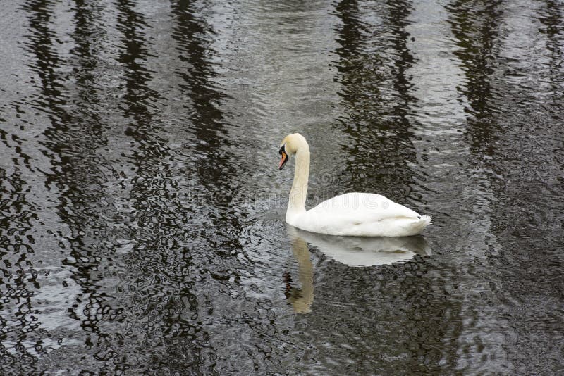 One, 1 Swan, bird on the water surface of the pond. One, 1 Swan, bird on the water surface of the pond