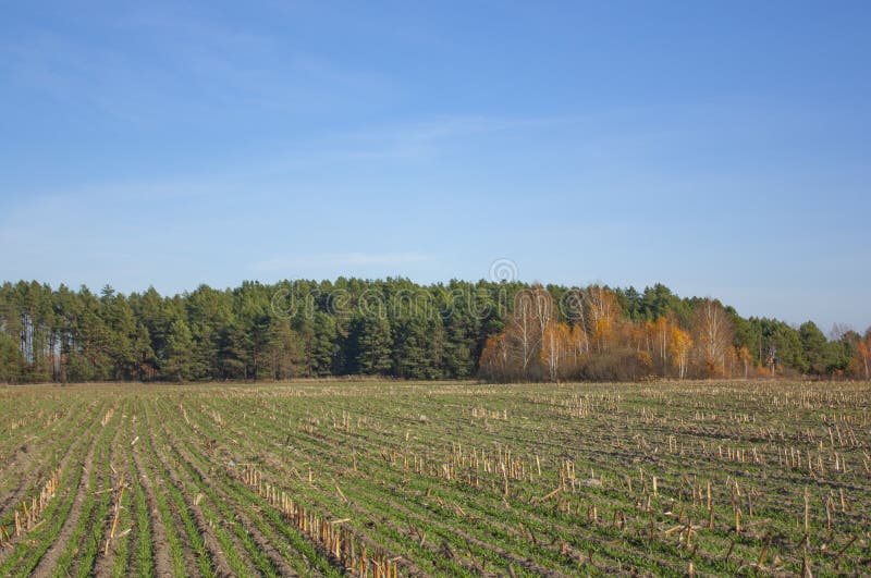 Un câmp verde și o pădure de toamnă sub un cer albastru clar.