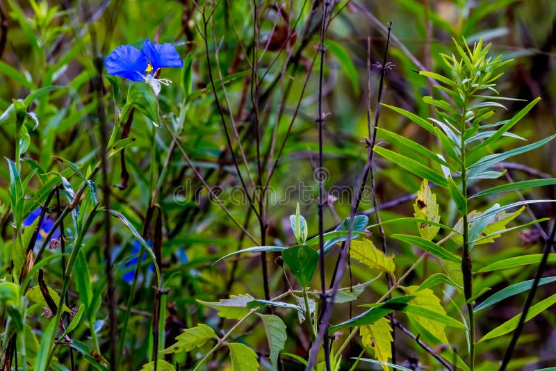 Un Dayflower eretto del bello blu immagine stock Un Dayflower eretto del bello blu immagine stock