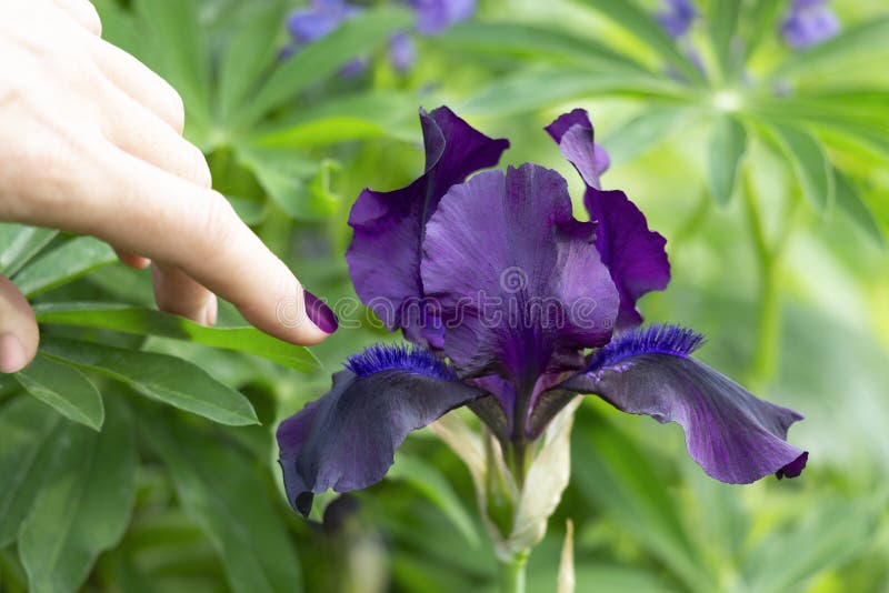 Un Dedo Que Llega a Una Flor De Iris Negro Imagen de archivo - Imagen de flor, pintado: 189877621 Un Dedo Que Llega a Una Flor De Iris Negro Imagen de archivo - Imagen de flor, pintado: 189877621