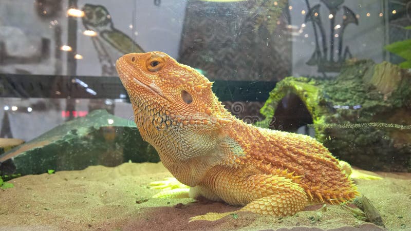 Un drago della barba immagine stock libera da diritti